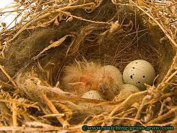 Additional Pictures Videos Of House Finch Bird Nest