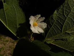 Image result for Buchnerodendron lasiocalyx