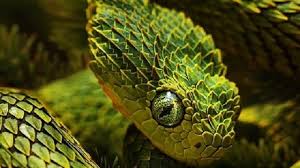 Yilanlar Hakkinda Bilmediginiz 15 Sey Egitim Nijerya Green Snake Dark Green Aesthetic Snake