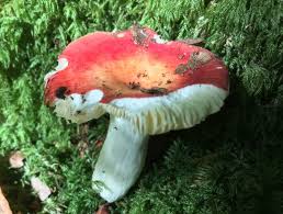 Image result for Russula polyphylla