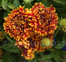 Pin On Flowers Gaillardia Blanket Flower
