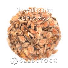 Image result for Dovyalis sp. A