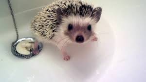 You should start with a foot bath, so they become comfortable with water. Baby Hedgehog Takes Bath Youtube