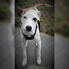 Dogs Paws Place Dog Rescue Page 3