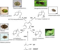 Learn how to identify common pests; Biosynthesis Of Terpene Pheromones In Hemiptera Stink Bugs Sciencedirect