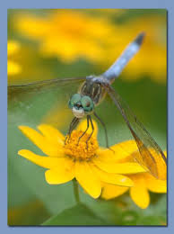 Black And Yellow Dragonfly With Green Eyes Minna S Likes Stumbleupon Com Dragonfly Eyes Dragonfly Insect Dragonfly