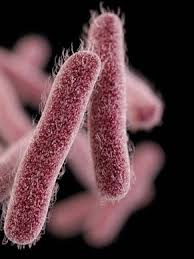 Image result for Shigella