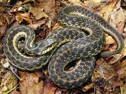 Garter Snake Florida Eco Travel Guide Garter Snake Snake Reptile Snakes