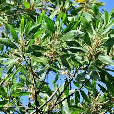 Image result for Acacia mangium