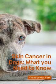 They play a role in allergic reactions and inflammatory responses. Skin Cancer In Dogs What You Need To Know