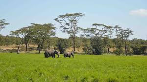 Tanzania In December Natural World Safaris