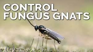 Fungus gnats have a mysterious history, and it is not known where they originally hail from. Foolproof Fungus Gnat Prevention And Control Youtube