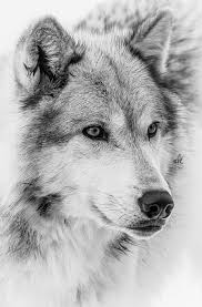 Black And White Wolf Tattoo Pin By Asif Athwal17 On Wolves X In 2020 Wolf Face Wolf Pictures Beautiful Wolves