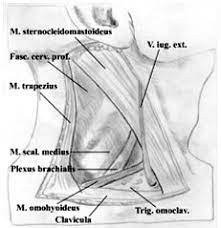These muscles are located posterior to the tibia, fibula and interosseous membrane. Anatomische Grundlagen Fur Blockaden Der Oberen Extremitat