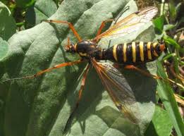 It is found in europe. Ctenophora Flaveolata Un Ctenophore Le Monde Des Insectes