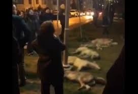 Ankara Da Katliam Cok Sayida Kopek Zehirlendi