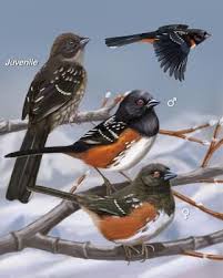 Birds Of Western Washington Identification Spotted Towhee These Are Often Seen Here Whatbird Com Backyard Birds Bird Drawings Birds