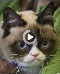 have ke kedifotograf cars cat pics funny cat pictures beautiful kittens