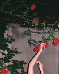 We did not find results for: Pin By Jamie Frey On Photographie Red Aesthetic Grunge Aesthetic Flowers