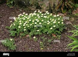 Image result for Kotschya capitulifera