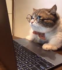 'i like fat cats and i cannot lie'. 66 Pics Of Kittens And Cats I Can Has Cheezburger