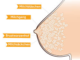 Muttermilch Babycenter