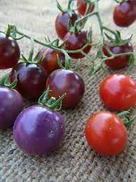 Heirloom Seeds Organic Seeds Sustainable Seed Co Organic Seeds Seeds Heirloom Seeds