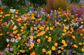 Read t&m's guide covering annuals to edibles. How To Plant An Annual Border Van Meuwen
