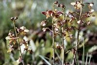Image result for Eulophia clitellifera