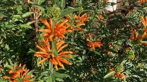 Image result for Leonotis grandis