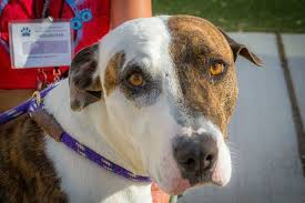 Write down the pet's name and pet id number. Animal Welfare City Of Albuquerque