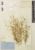 Image result for Arthraxon lancifolius