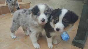 A working member of a collie breed, such as the border collie, is an energetic and agile dog with great stamina. Border Collie Sable Tri Color And Blue Merle Youtube