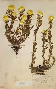 Image result for Helichrysum aureum