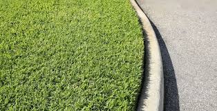Michael was raised in the grass business, and houston grass south delivers top quality sod grown on his family farm in bay city tx. Centipede Grass Vs St Augustine Which Should You Grow My Backyard Life