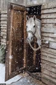 Vous Ne Pouvez Pas Entrer Dans Les Bois En Dehors De L 39 Appartement Animaux Beaux Photos De Chevaux Animales