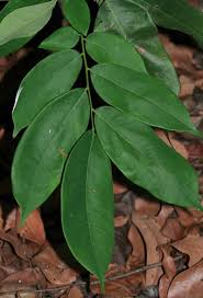 Image result for Crudia