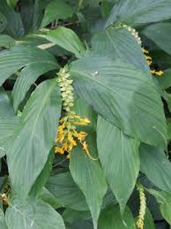 Image result for Globba