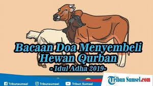 Gambar untuk mewarnai tema qurban. Kata Mutiara Qurban Cikimm Com