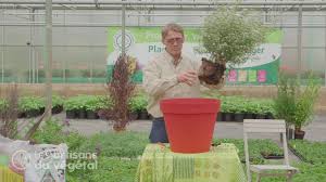 Décoratifs, les arbres ont tout à faire leur place sur une terrasse. Comment Planter Un Arbuste En Pot Pour Votre Terrasse Youtube