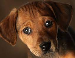 Why Is It So Sad When Dogs Cry A Study Says Here S Why You Get All In Your Feels
