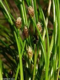 Image result for Eleocharis mutata