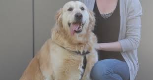 Come join the discussion about breeds, training, puppies, food reviews, service animals, and more. Honey The 7 Year Old Golden Retriever Pete The Vet