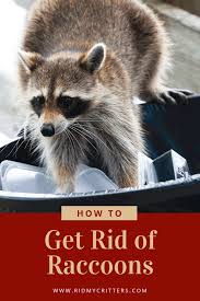 How do you get raccoons? How To Get Rid Of Raccoons From The Yard Attic Or Under The House Getting Rid Of Raccoons How To Get Rid Of Raccoons Raccoon