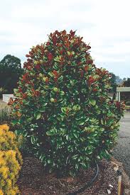 Olive trees are slow growers, usually reaching heights of 25 to 30 feet. Creating Street Appeal With Feature Trees Manawee Garden Centre