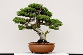 Try less often to export the buffer the cooldown values are configurable in the config. 400 Yr Old Bonsai Stolen In Japan Owners Hope The Tree Is Watered