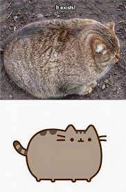 The Real Pusheen Funny Animal Photos Pusheen Cat Cute Animals