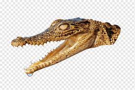 It's an easy build though i spent more time on the teeth than the actual head. Alligator Head Png Images Pngwing