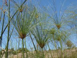 Image result for Cyperus papyrus