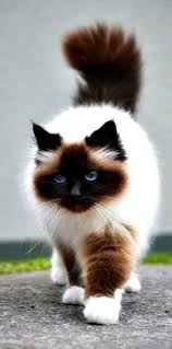 Asiye Boz Adli Kullanicinin Satin Alinacak Seyler Panosundaki Pin Cok Sirin Hayvanlar Kediler Ve Yavrulari Ve Cute Kittens